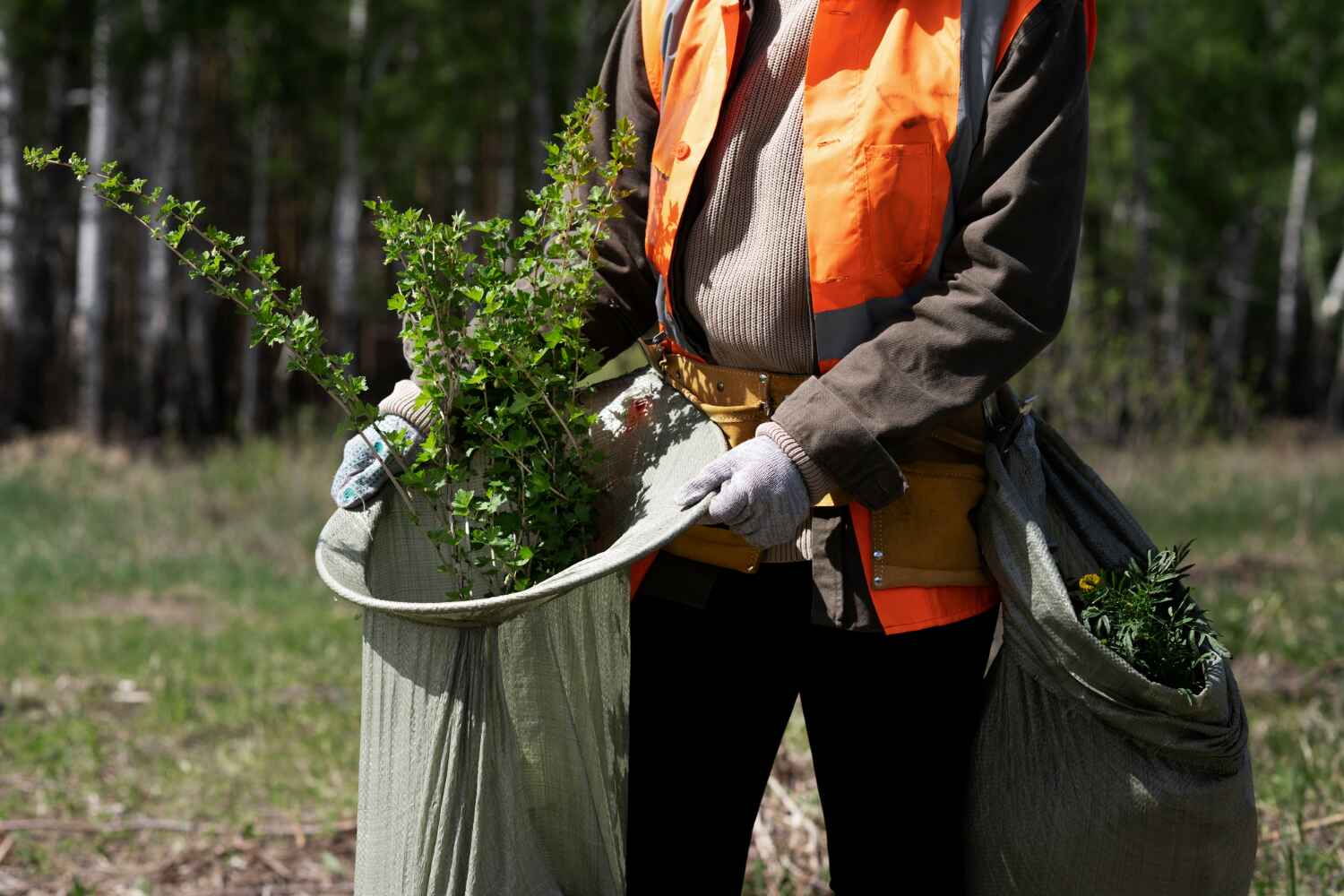 The Steps Involved in Our Tree Care Process in North Richmond, CA